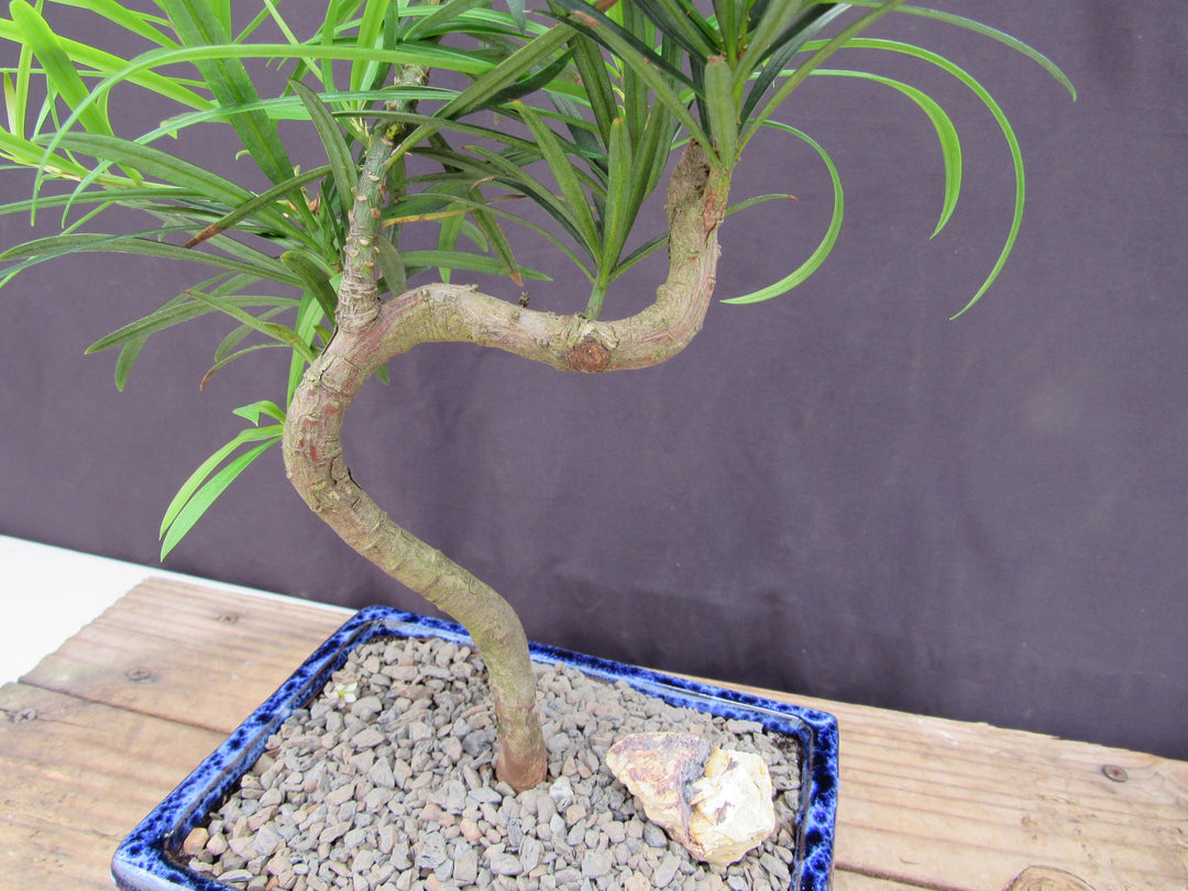 Small Curved Trunk Style Podocarpus Bonsai Tree Trunk