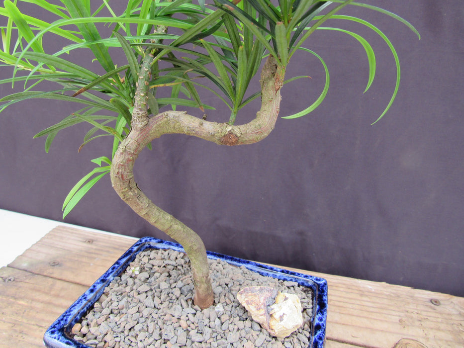 Small Curved Trunk Style Podocarpus Bonsai Tree Trunk