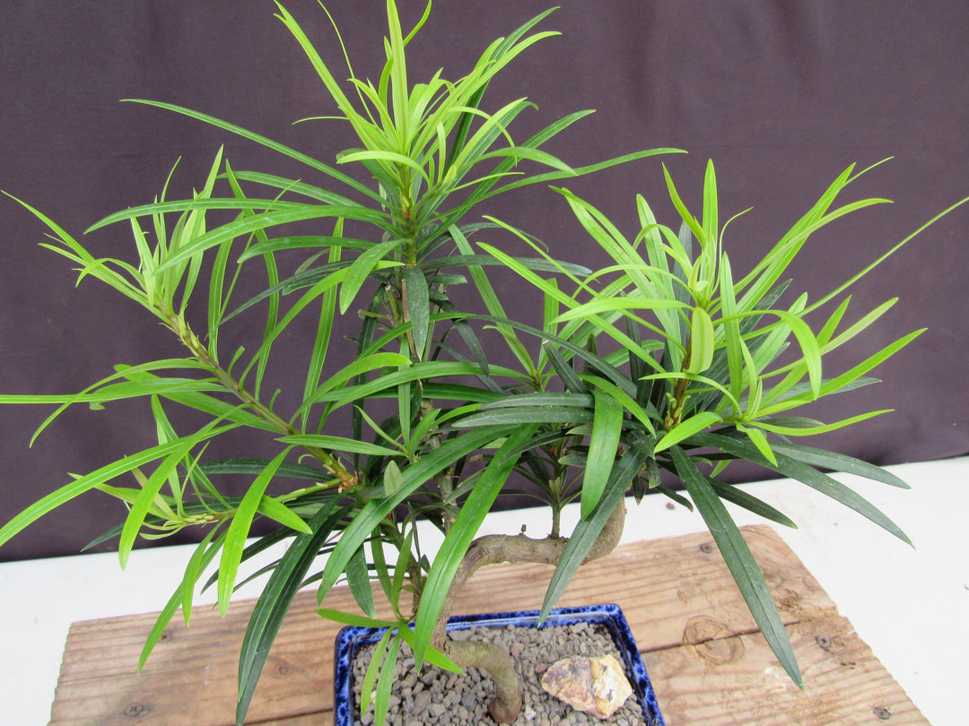 Small Curved Trunk Style Podocarpus Bonsai Tree Leaves