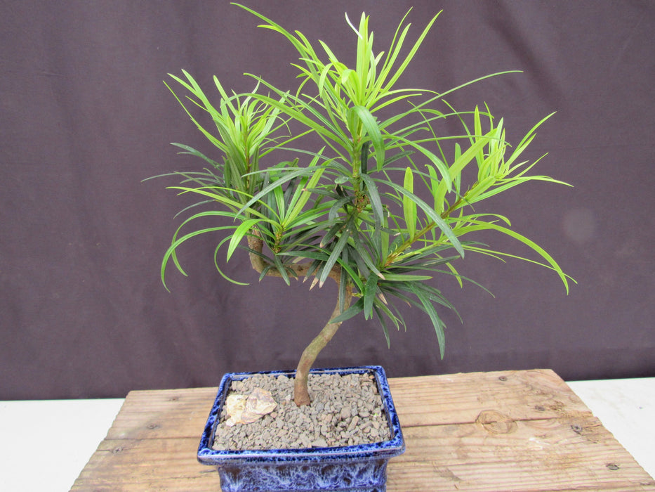 Small Curved Trunk Style Podocarpus Bonsai Tree B ack