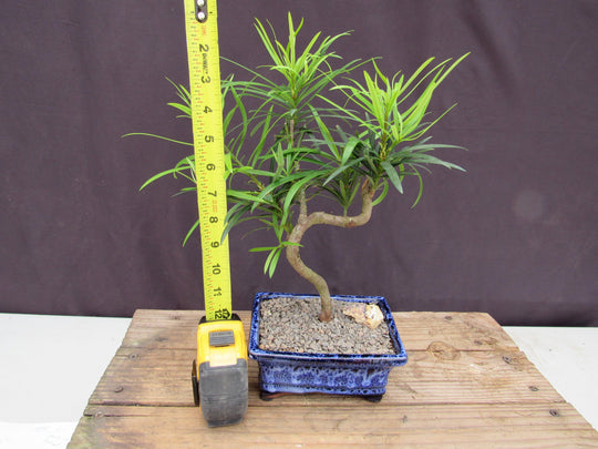 Podocarpus Bonsai Tree