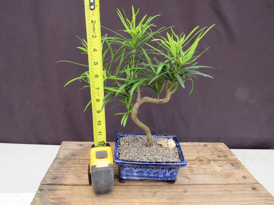 Small Curved Trunk Style Podocarpus Bonsai Tree Height