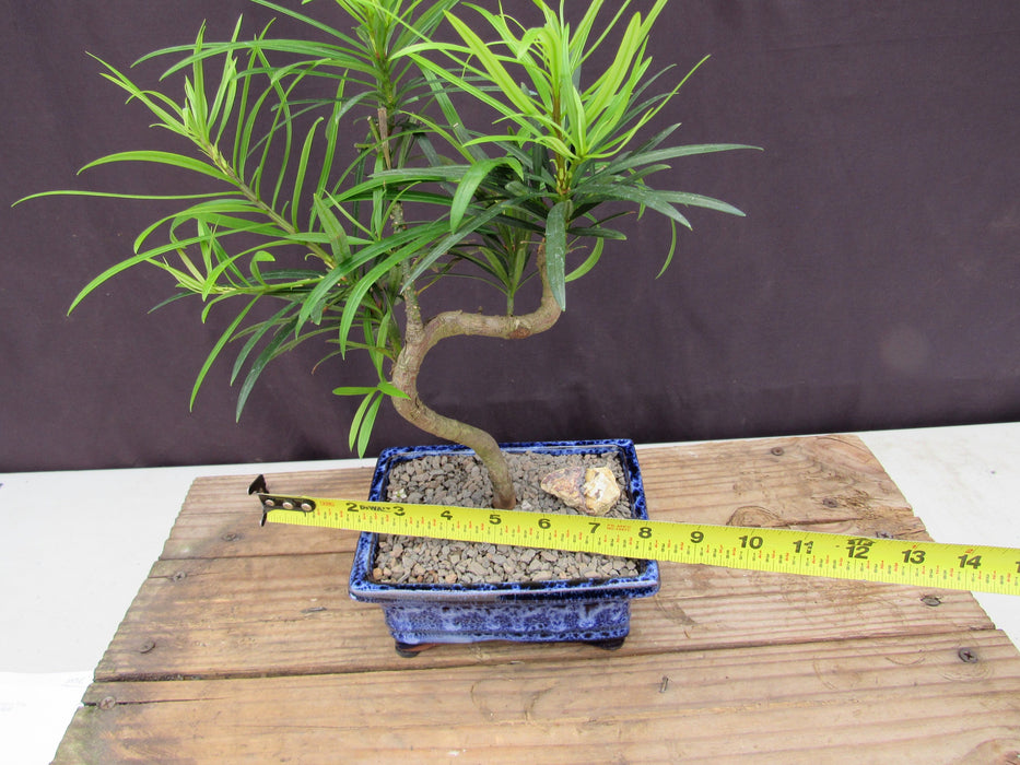 Small Curved Trunk Style Podocarpus Bonsai Tree Size