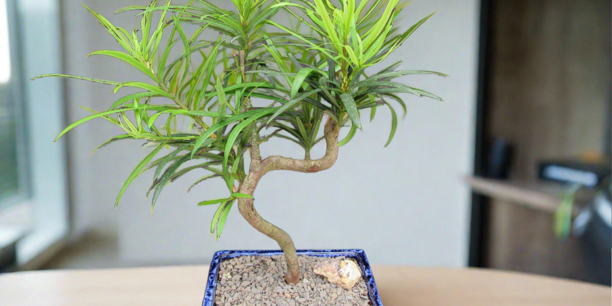 Podocarpus Bonsai Tree