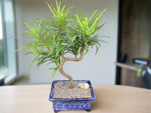 Podocarpus Bonsai Tree - Small Curved Trunk Style