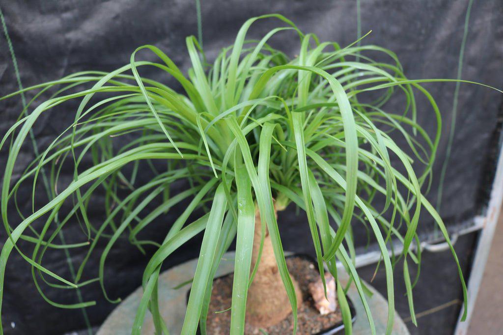 Ponytail Palm Bonsai Tree Foliage