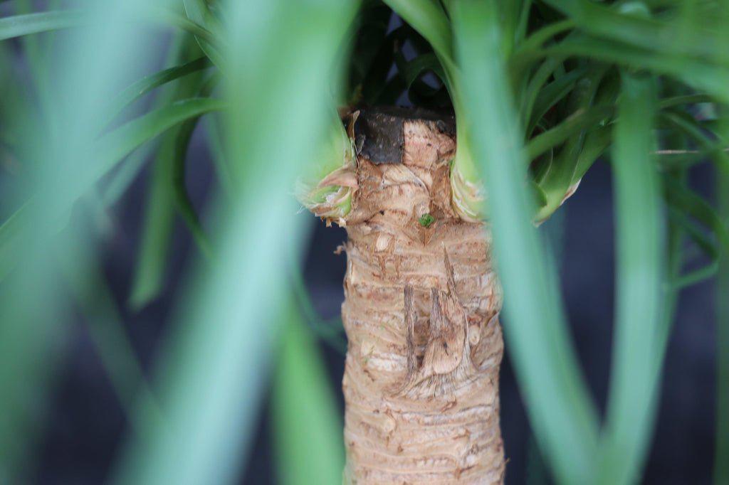 Ponytail Palm Bonsai Tree Bark