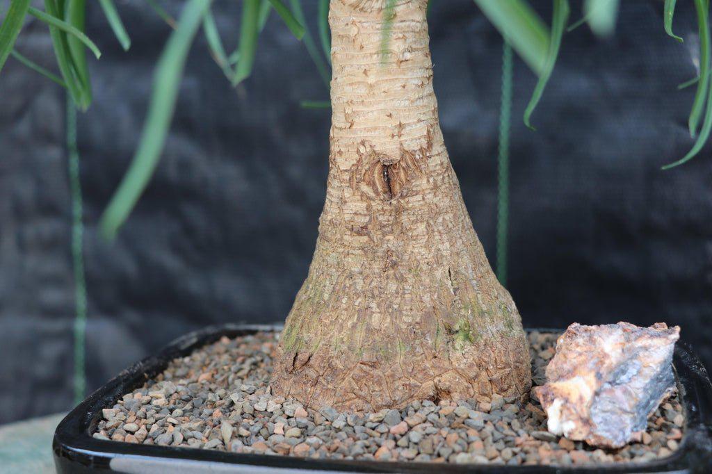 Ponytail Palm Bonsai Tree Trunk