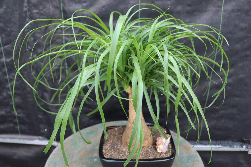 Ponytail Palm Bonsai Tree Canopy
