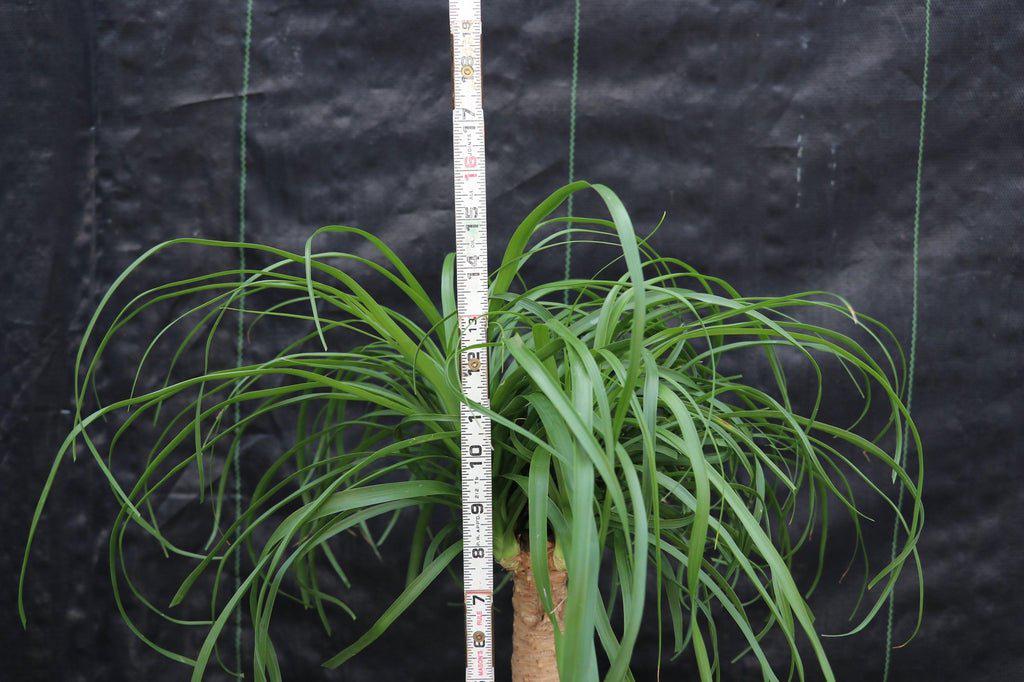 Ponytail Palm Bonsai Tree Size