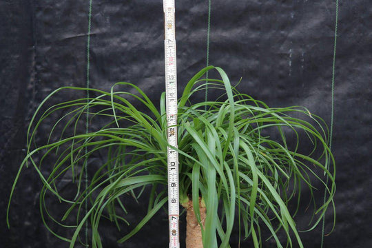 bonsai ponytail palm Ponytail Palm Bonsai Tree