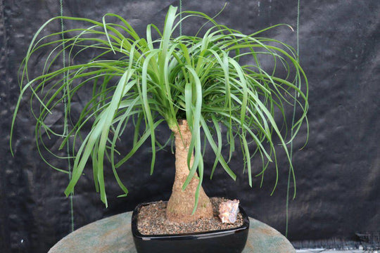 bonsai tree west palm beach Ponytail Palm Bonsai Tree