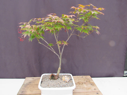 red bonsai tree for sale Rhode Island Red Japanese Maple Bonsai Tree