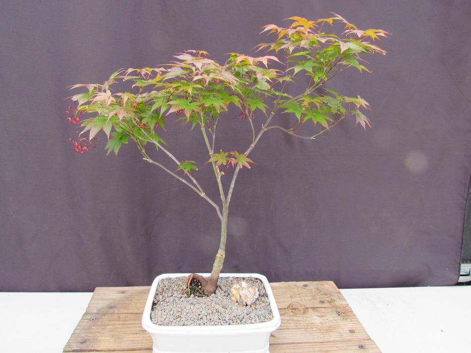 Rhode Island Red Japanese Maple Bonsai Tree