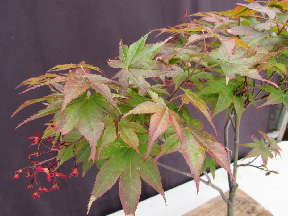 Rhode Island Red Japanese Maple Bonsai Tree Foliage