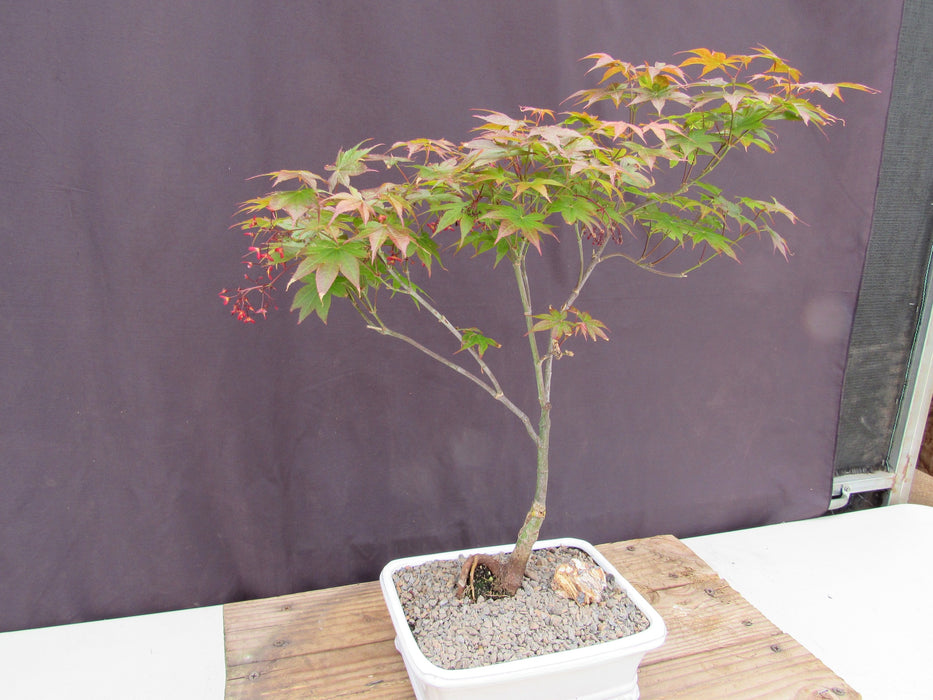 Rhode Island Red Japanese Maple Bonsai Tree Trunk