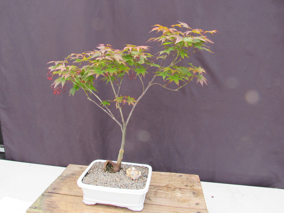 Rhode Island Red Japanese Maple Bonsai Tree Side