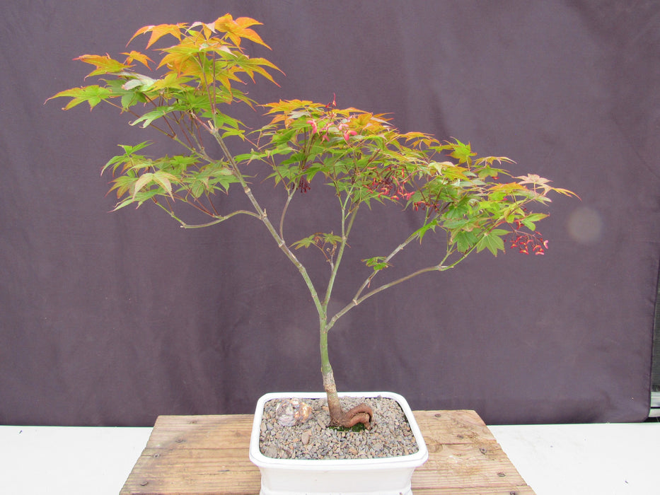 Rhode Island Red Japanese Maple Bonsai Tree Back
