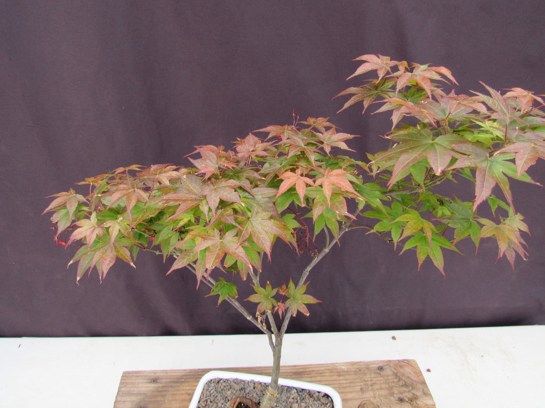 Rhode Island Red Japanese Maple Bonsai Tree Foliage