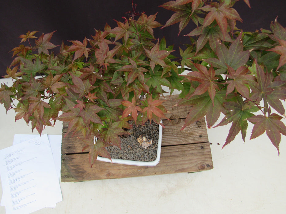 Rhode Island Red Japanese Maple Bonsai Tree Canopy