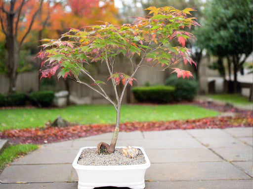 Rhode Island Red Japanese Maple Bonsai Tree Profile