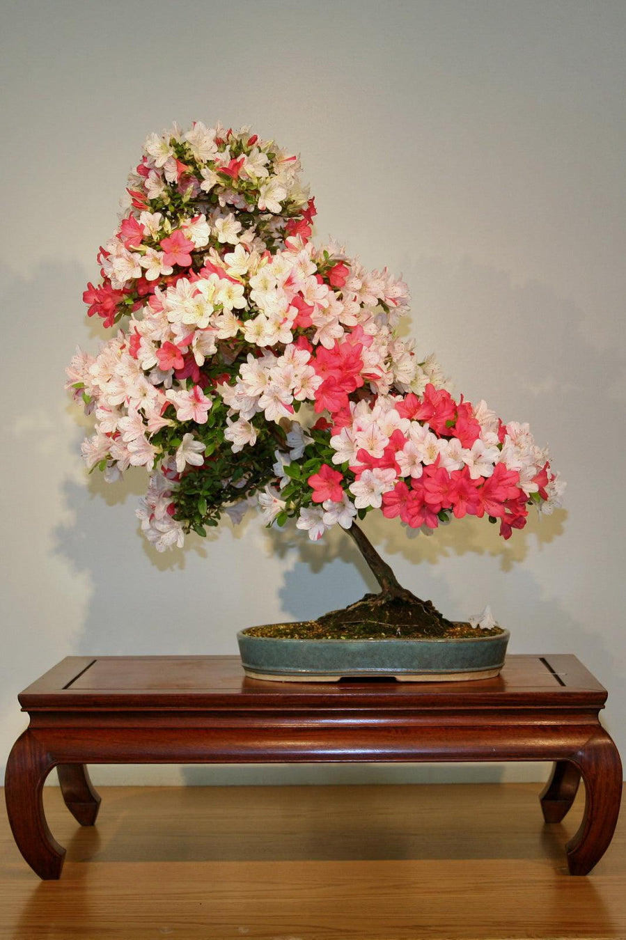 Flowering Bonsai Trees