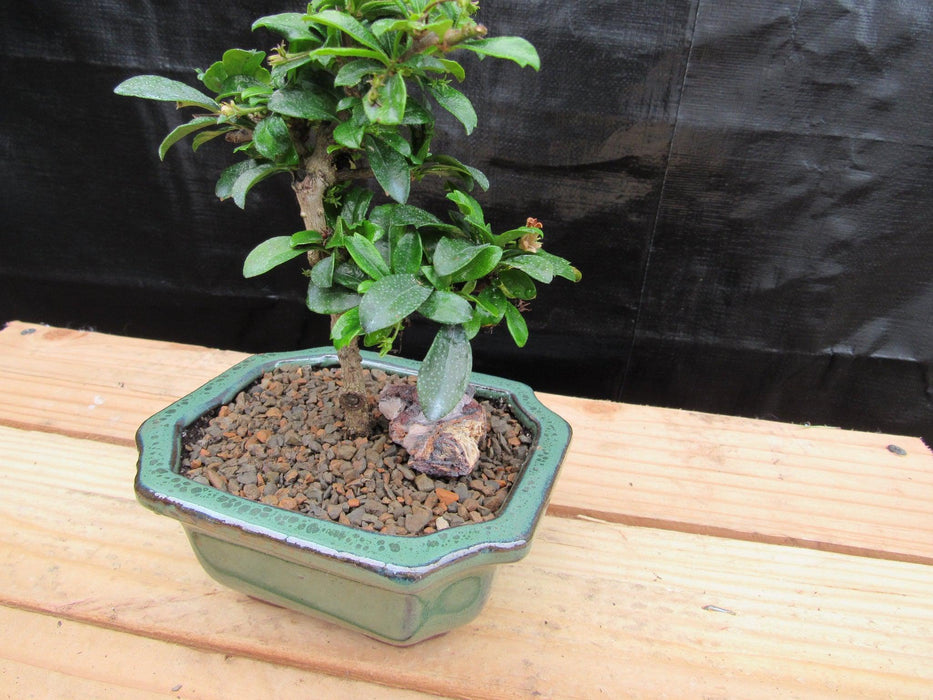 Small Fukien Tea Bonsai Tree Side