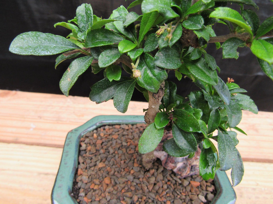 Small Fukien Tea Bonsai Tree Foliage