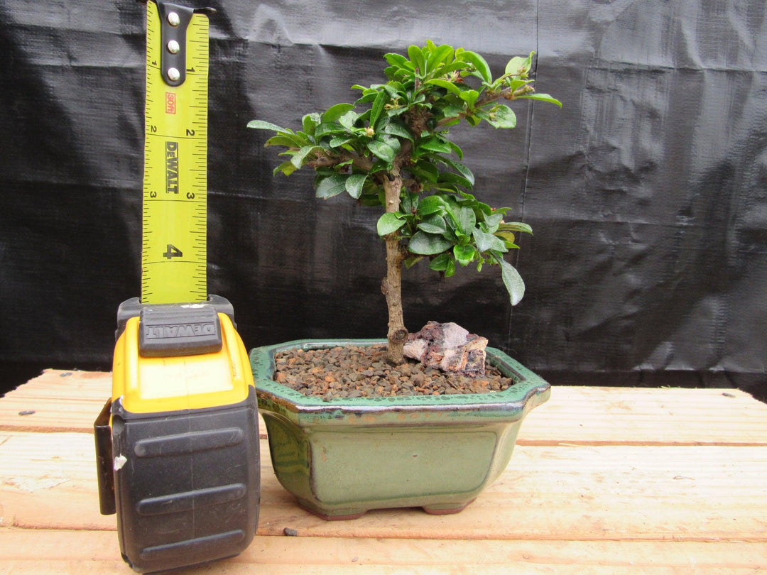 Small Fukien Tea Bonsai Tree Size