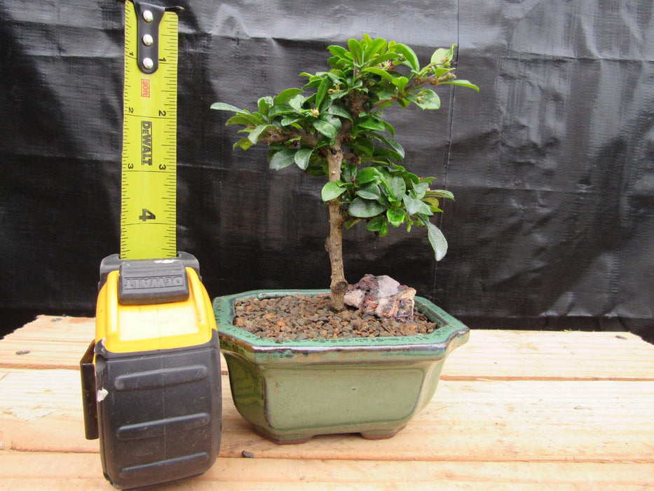 bonsai tree lowes Small Fukien Tea Bonsai Tree