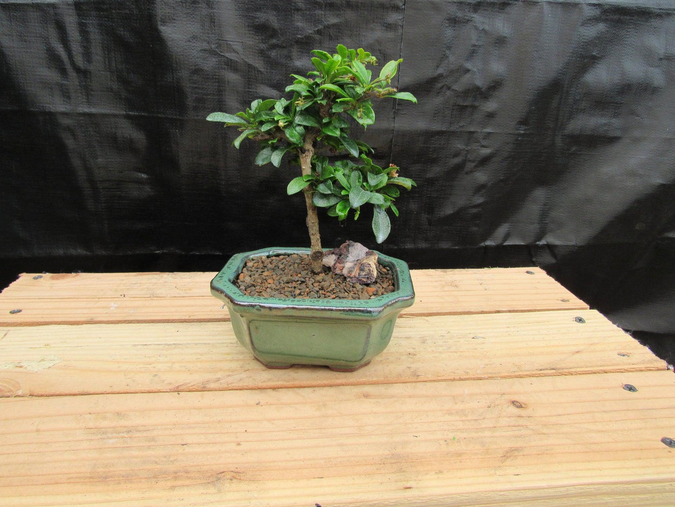 Small Fukien Tea Bonsai Tree Profile