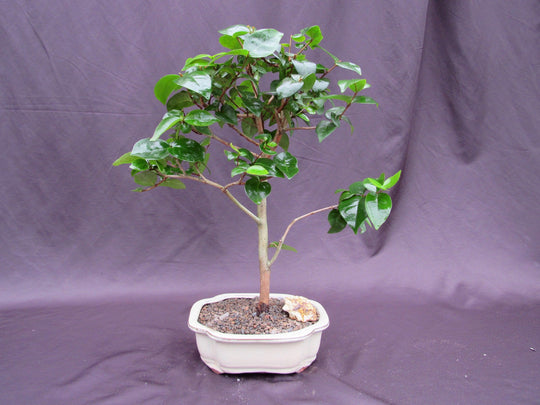 white cherry tree bonsai Surinam Cherry Bonsai Tree