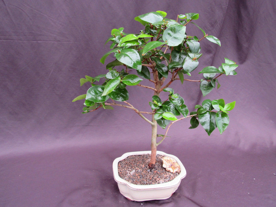 fruit bonsai cherry tree Surinam Cherry Bonsai Tree