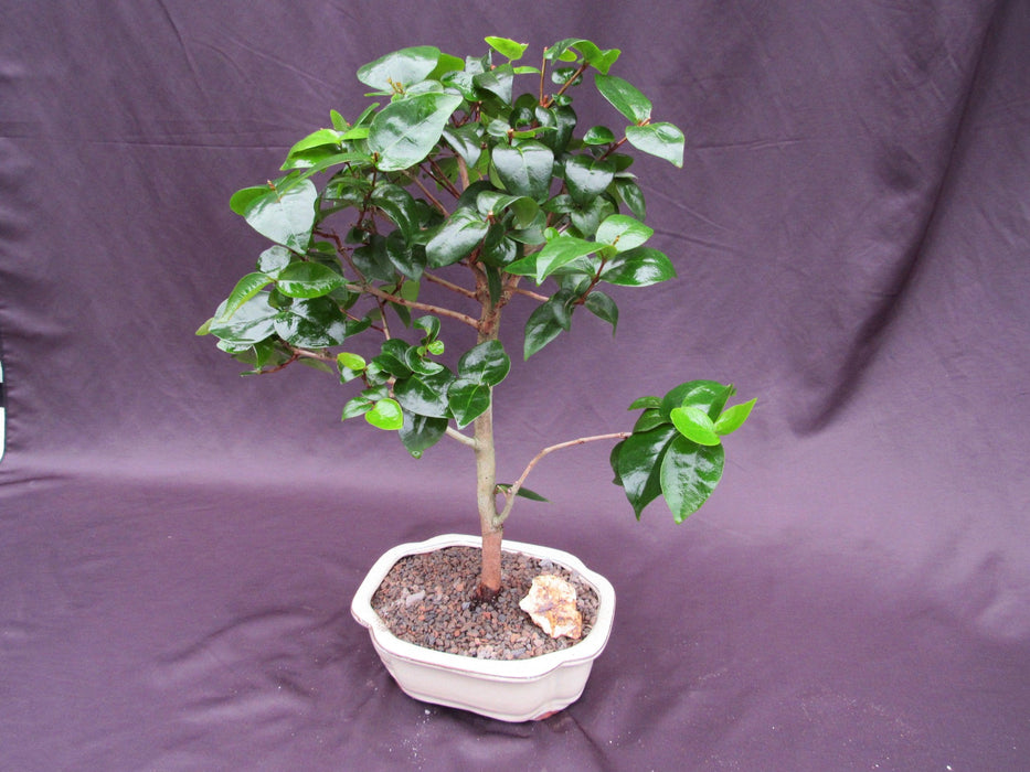 Surinam Cherry Bonsai Tree Branches