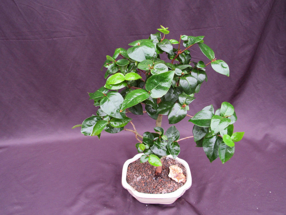 Surinam Cherry Bonsai Tree Top