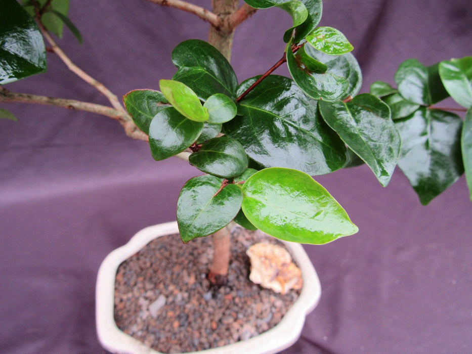 Surinam Cherry Bonsai Tree Foliage