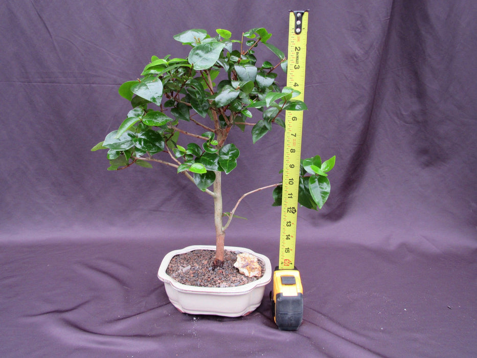 Surinam Cherry Bonsai Tree Height