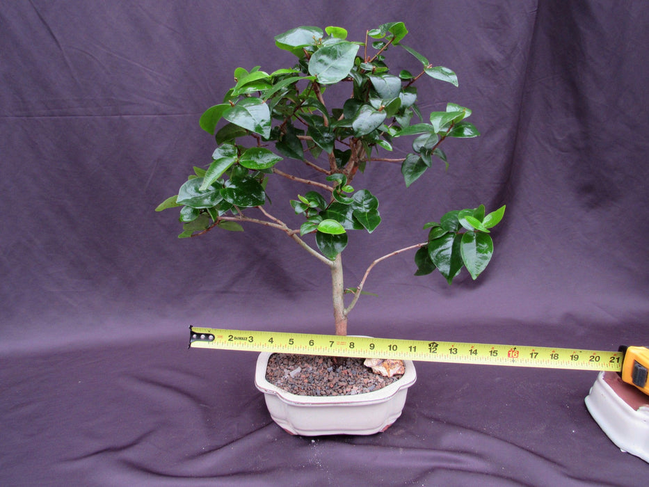 Surinam Cherry Bonsai Tree Size