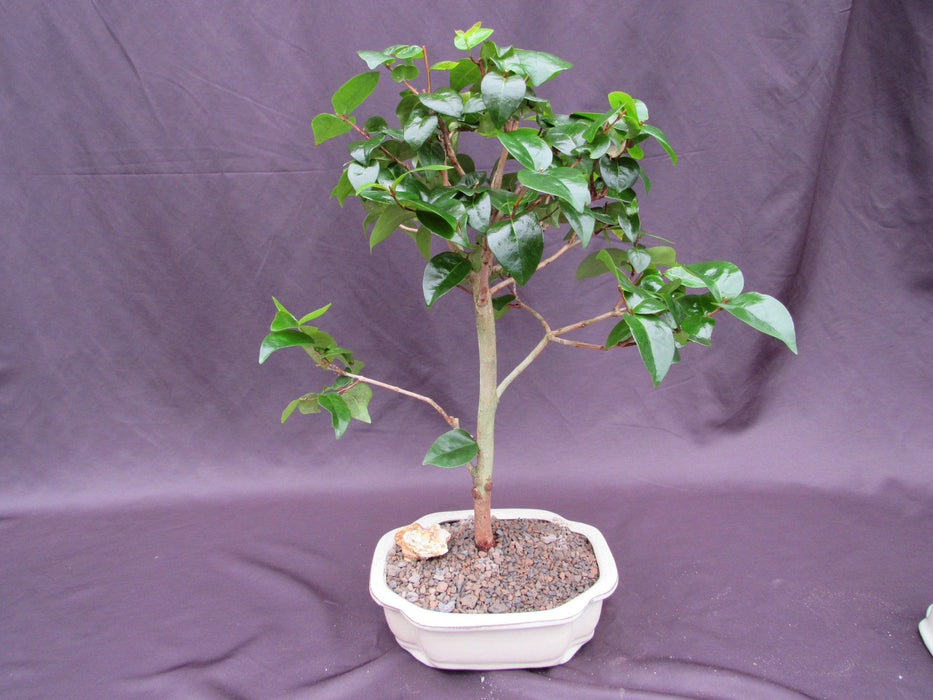 Surinam Cherry Bonsai Tree Back