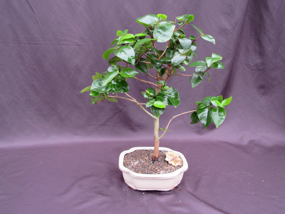 Surinam Cherry Bonsai Tree