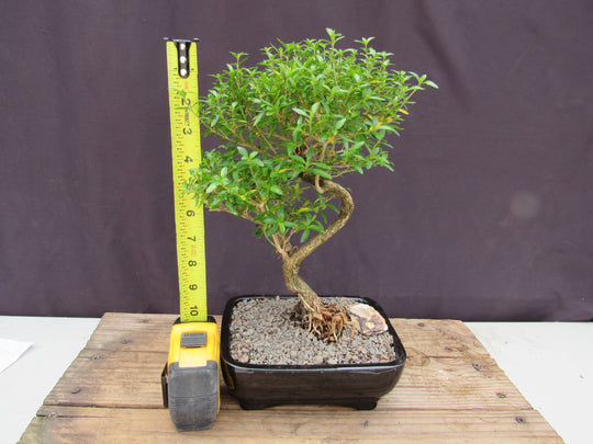 tree of 1000 stars bonsai Thousand Star Serissa Bonsai Tree