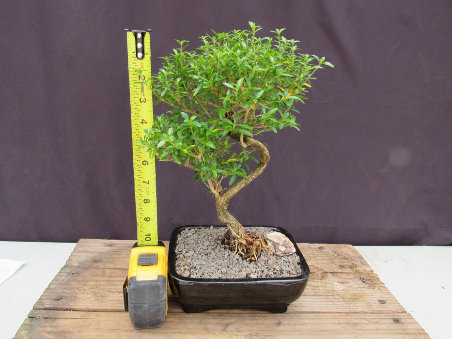 Thousand Star Serissa Bonsai Tree - Medium Curved Trunk Height