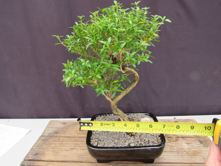 Thousand Star Serissa Bonsai Tree - Medium Curved Trunk Size