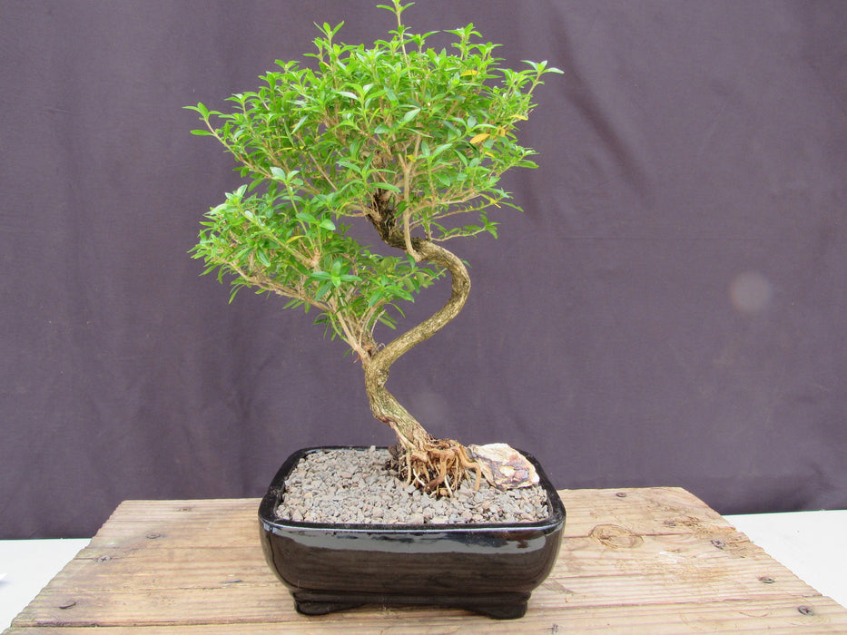 Thousand Star Serissa Bonsai Tree - Medium Curved Trunk Profile