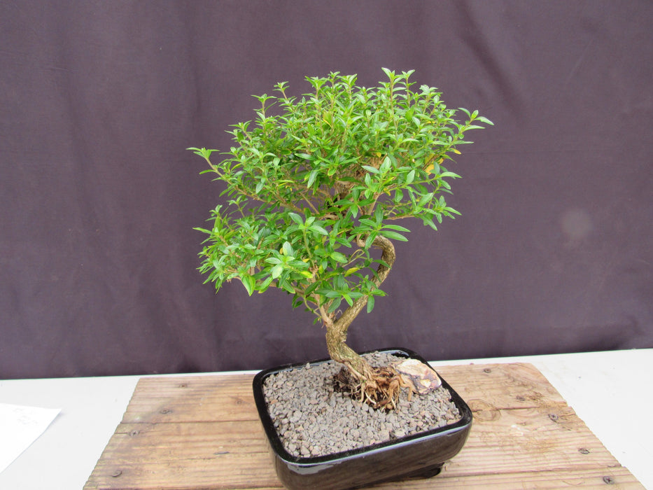 Thousand Star Serissa Bonsai Tree - Medium Curved Trunk Side