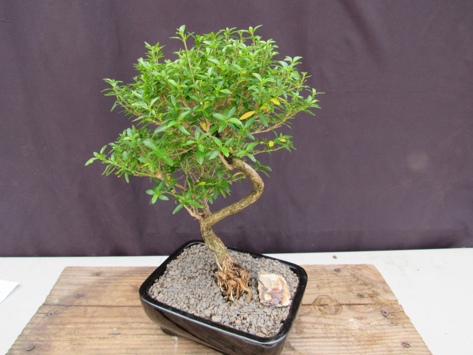 Thousand Star Serissa Bonsai Tree - Medium Curved Trunk Turn