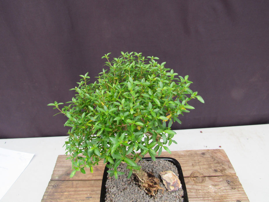 Thousand Star Serissa Bonsai Tree - Medium Curved Trunk Canopy