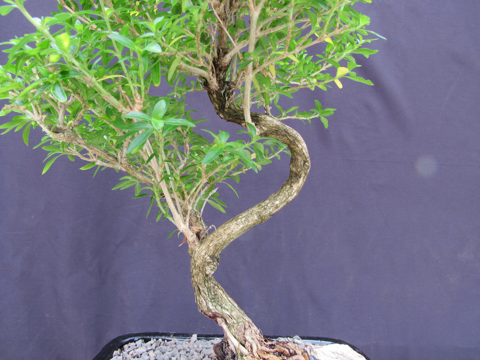 Thousand Star Serissa Bonsai Tree - Medium Curved Trunk Bark