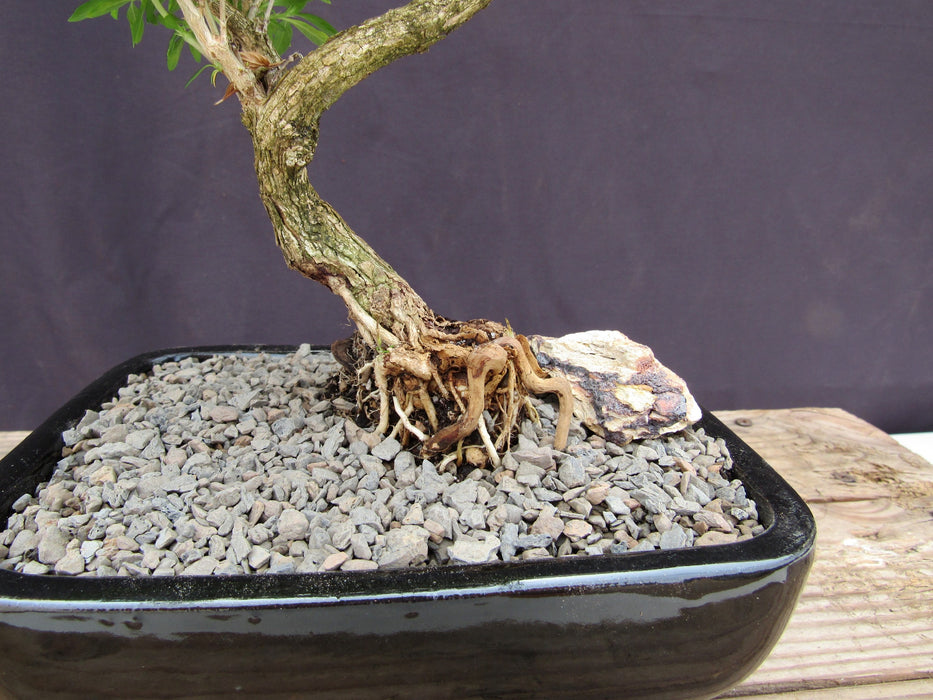 Thousand Star Serissa Bonsai Tree - Medium Curved Trunk Roots