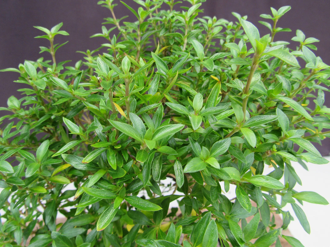 Thousand Star Serissa Bonsai Tree - Medium Curved Trunk Foliage
